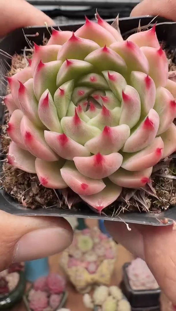 东云多肉园新款-222