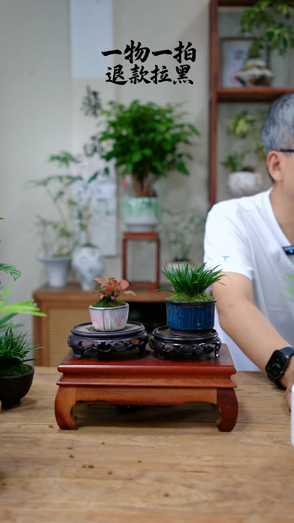 完全开放幽*菖蒲+网纹草417