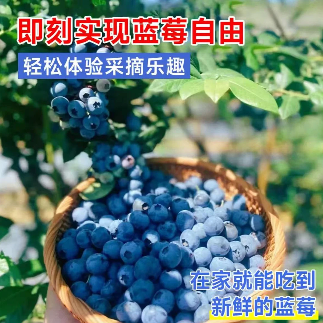 【原土发货】蓝莓中苗盆栽地栽室内阳台庭院南北方种植