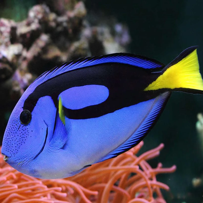 蓝吊海水鱼观赏鱼渔场直发默认顺丰快递不包邮