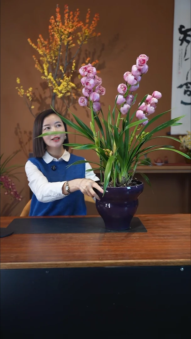 全部花朵粉黛紫葫芦盆景盆景盆景