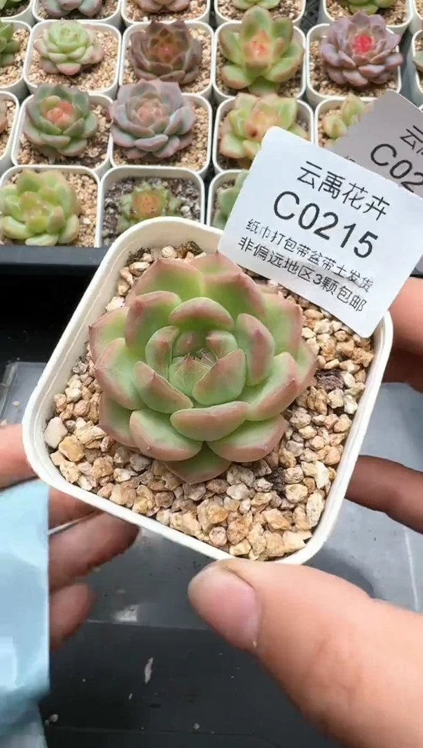 2155C云禹多肉植物 带盆土纸巾打包 3颗包邮