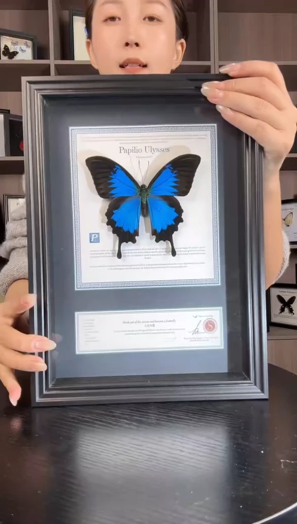 实木竖款天堂凤蝶（蝴蝶装饰画8寸框）