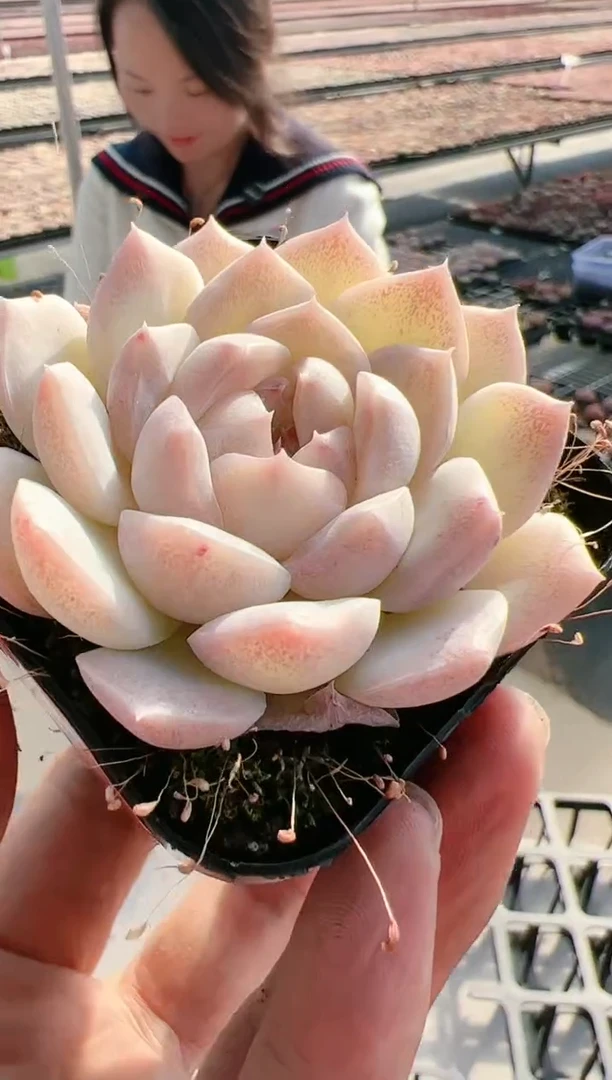 【闪购商品】新-110