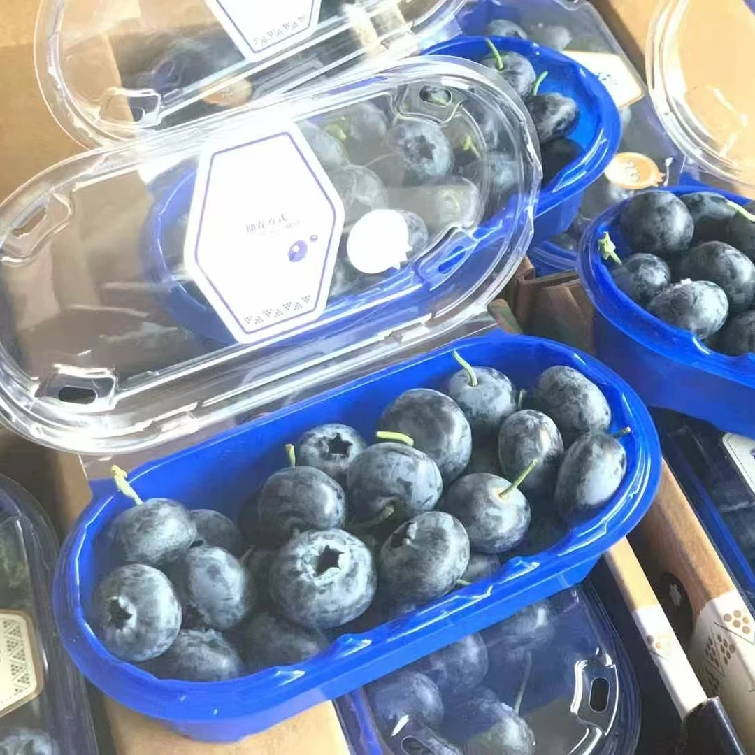 【汇盛甄选】新鲜蓝爱莓庄云南蓝莓24+档口实拍