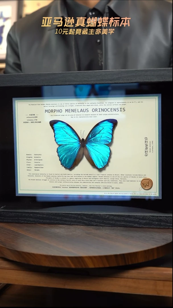 蝴蝶标本摆件竞拍大蓝闪蝶o亚l203