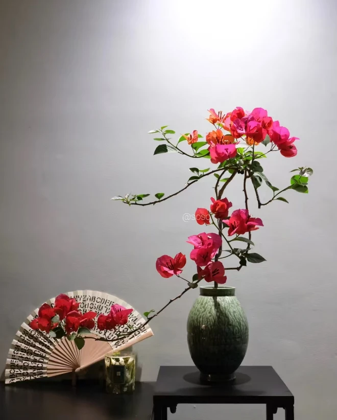 《异域彩虹》一物一拍三角梅，运输途中落花落叶属正常现象，介意慎拍