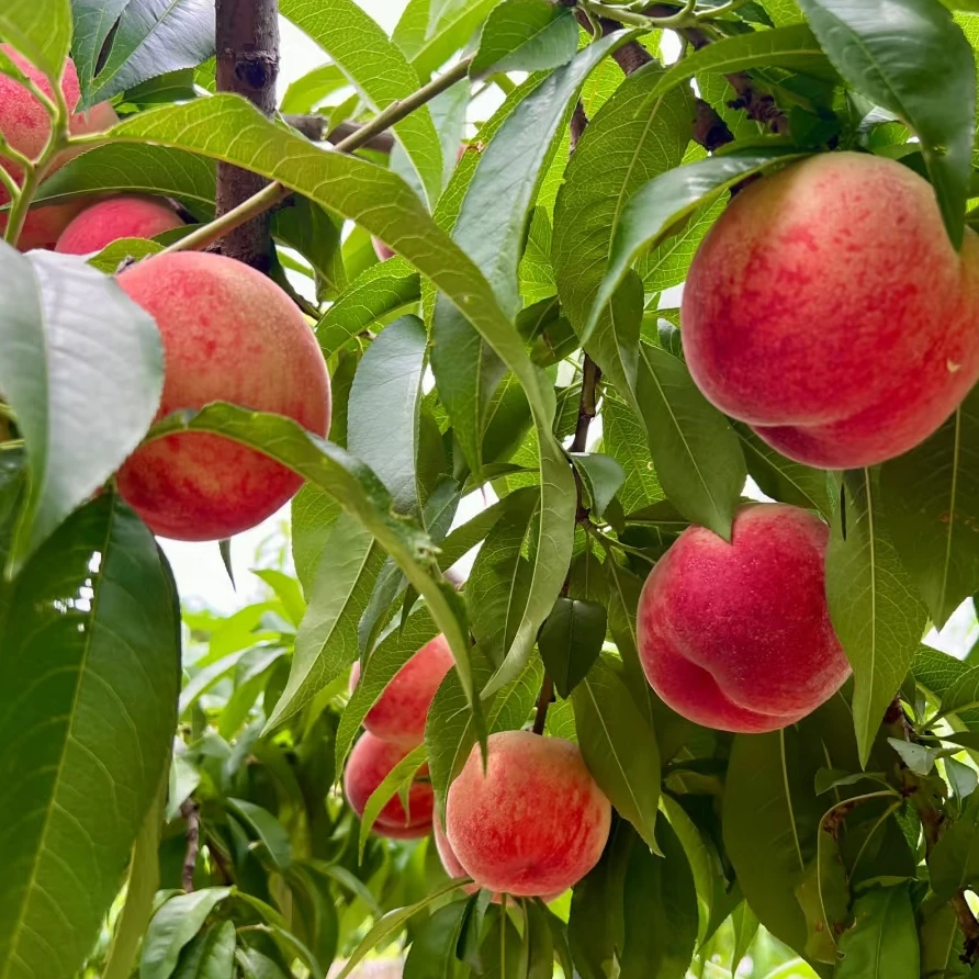 2025四川水蜜桃脆桃油桃香甜多汁新鲜当季水果包邮