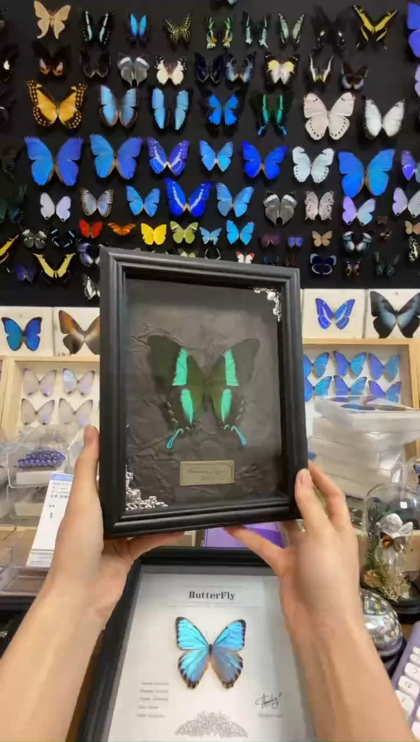 有机玻璃一物一拍之爱神凤蝶