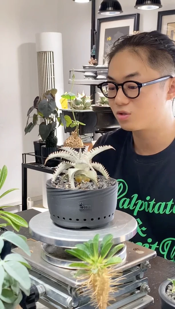 沙漠凤梨送盆 不退不换介意勿拍