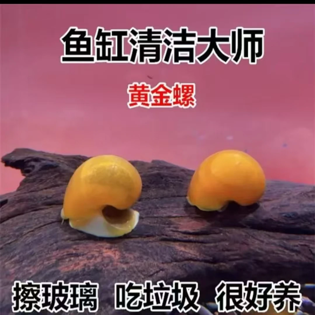 观赏螺清洁鱼缸除藻吃粪净化水质淡水黄金螺