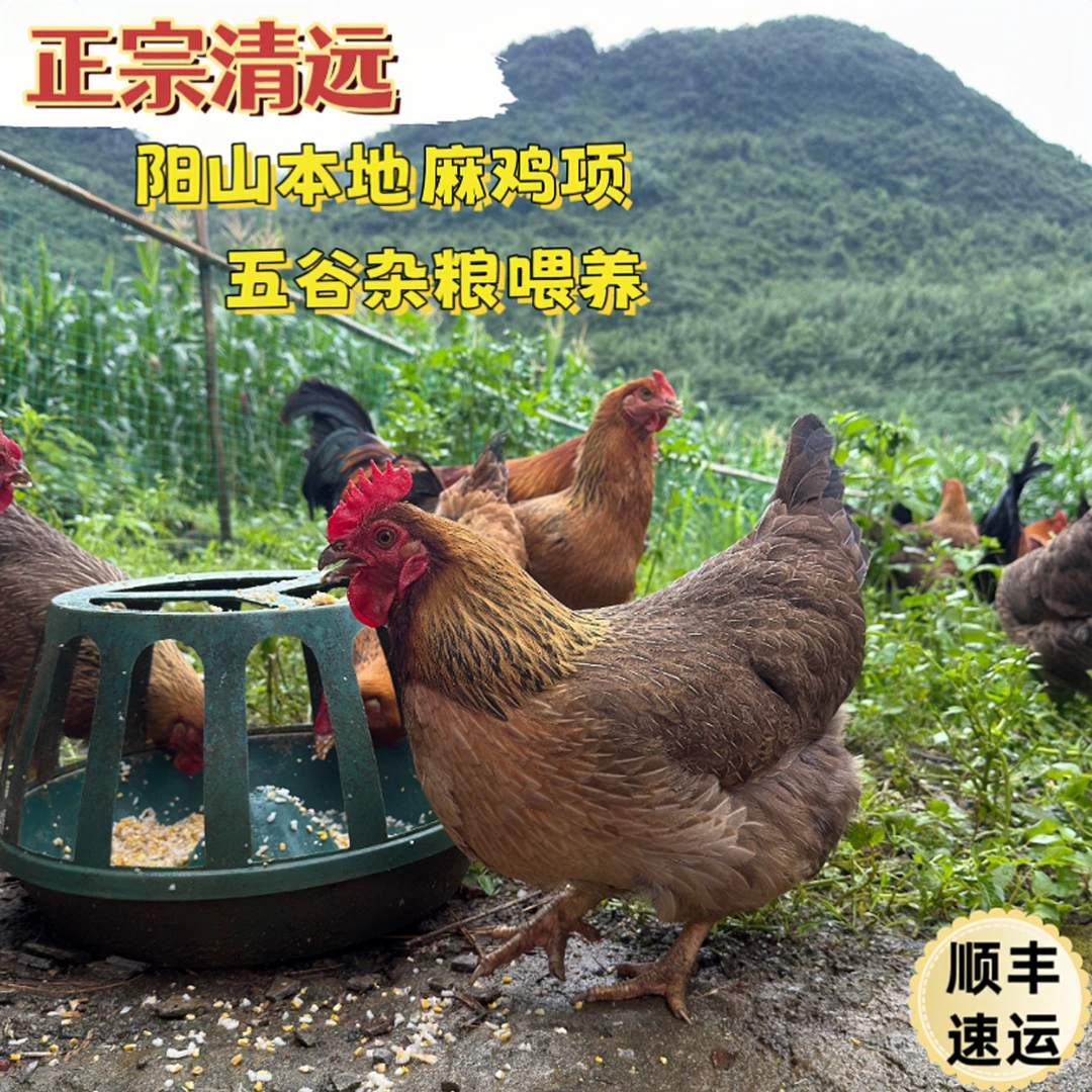 广东清远阳山麻鸡 230天散养母鸡 现宰现发 包冰率不含冰