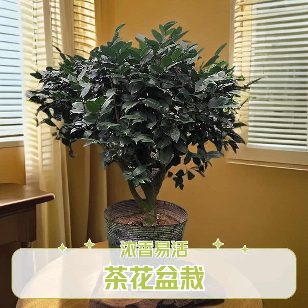 香妃茶花老桩浓香型大花朵阳台庭院好养活盆栽带花苞原盆原土发货