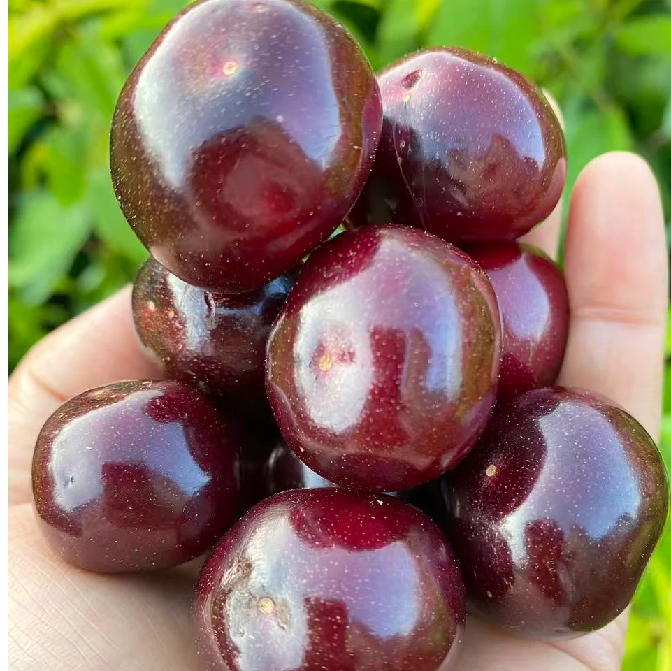 车厘子脆甜多汁原盆原土发货