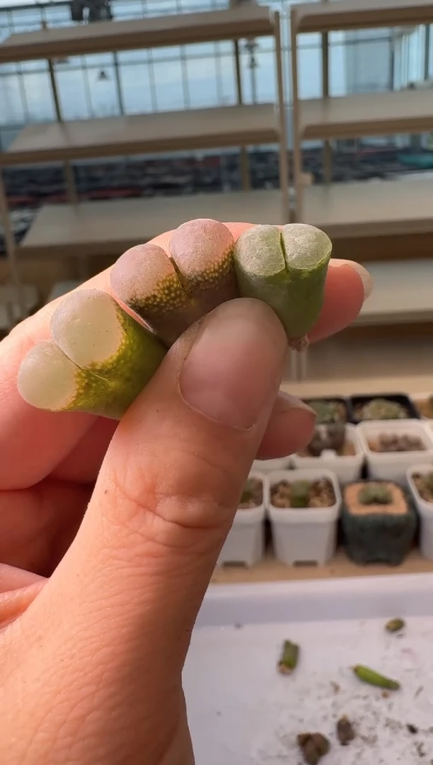 24-78多肉植物肉锥