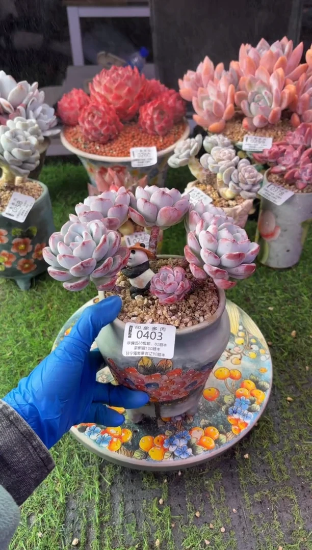 昆明印象多肉0403