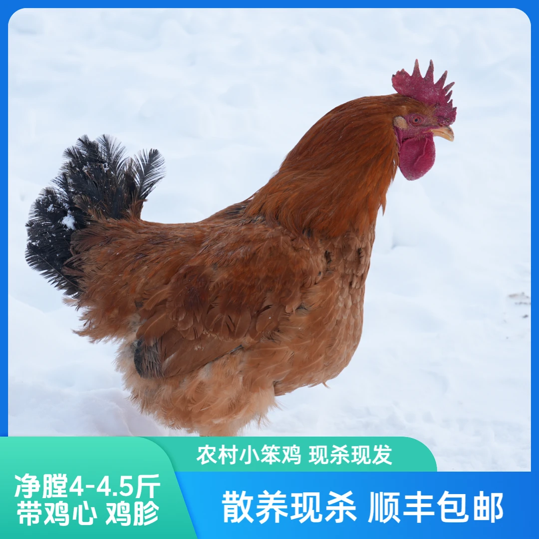 散养小笨鸡 净膛4-4.5斤左右  顺丰包邮 包冰率不含冰