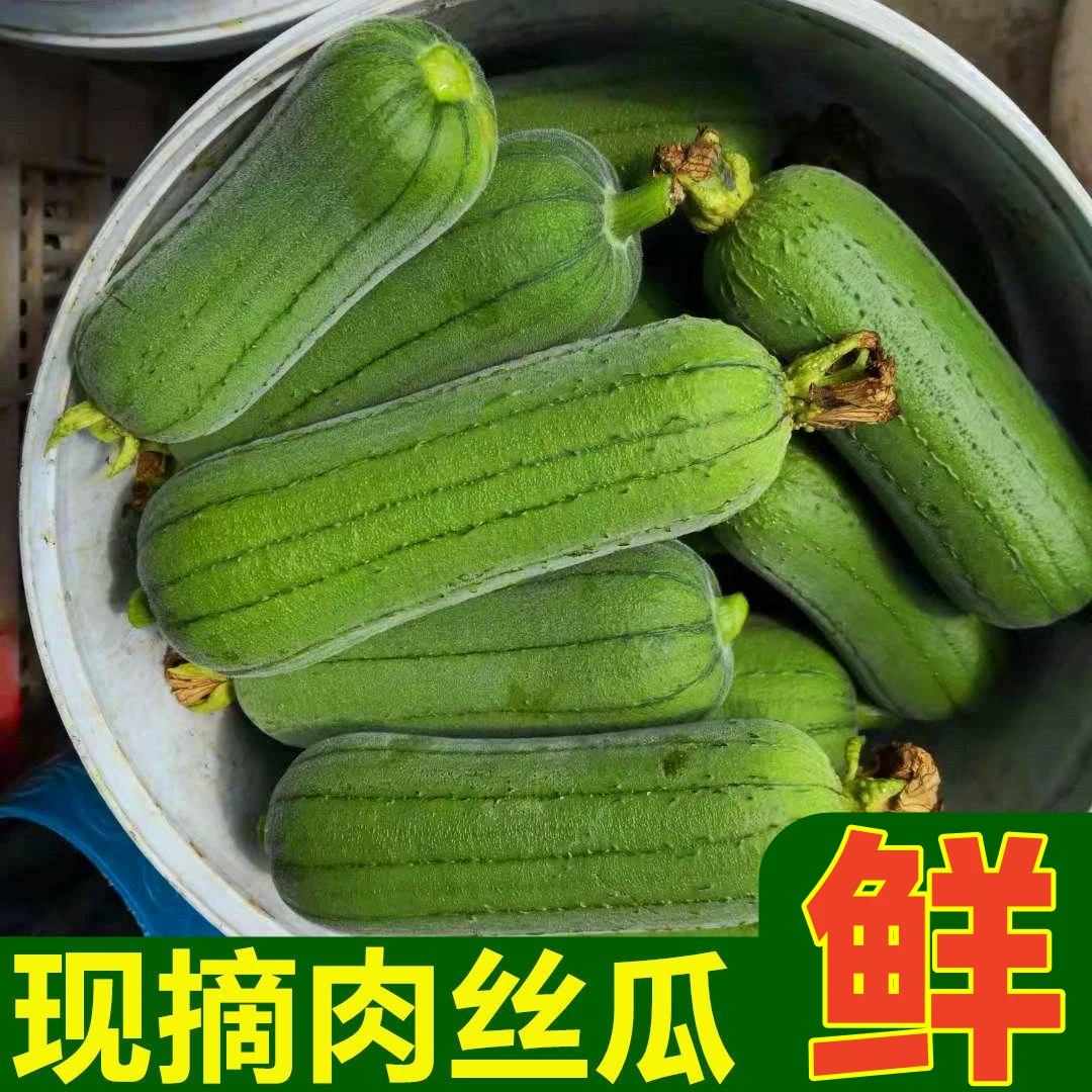 现摘现发福建新鲜丝瓜牛奶香丝瓜短胖肉丝瓜绿角瓜露天种植
