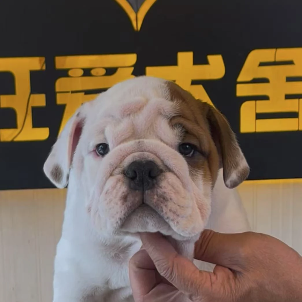 狂爱犬舍英国斗牛犬弟弟