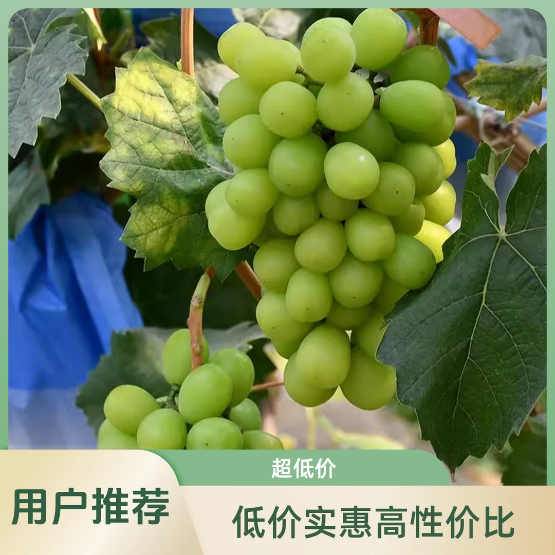 正宗云南青提白鸡心葡萄香甜多汁无籽提葡萄当季鲜果1~3斤【川渝贵阳次日达 顺丰包邮到家】新鲜云南省