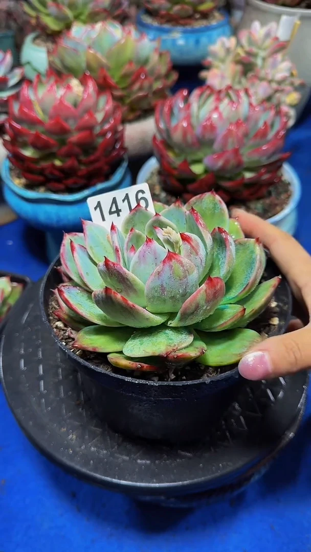 【闪购商品】1416惊鸿仙子（裸根发货）（微瑕）