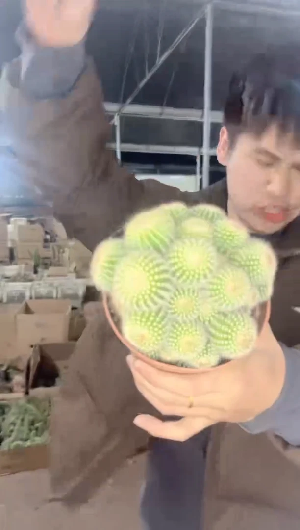 【闪购商品】南国玉 群生