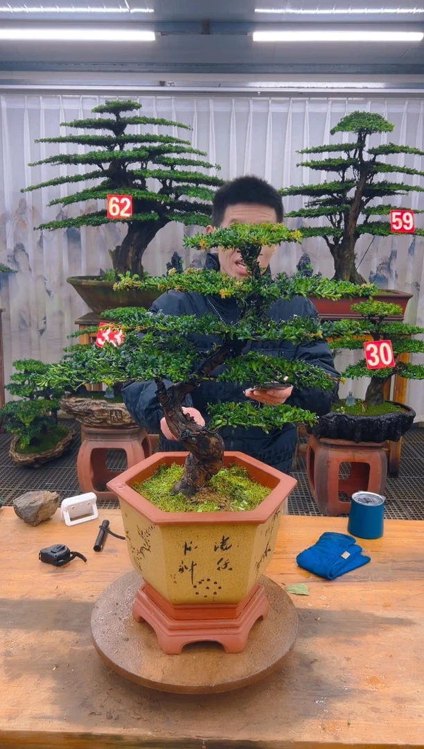 无花朵精品盆景直播间一物一拍