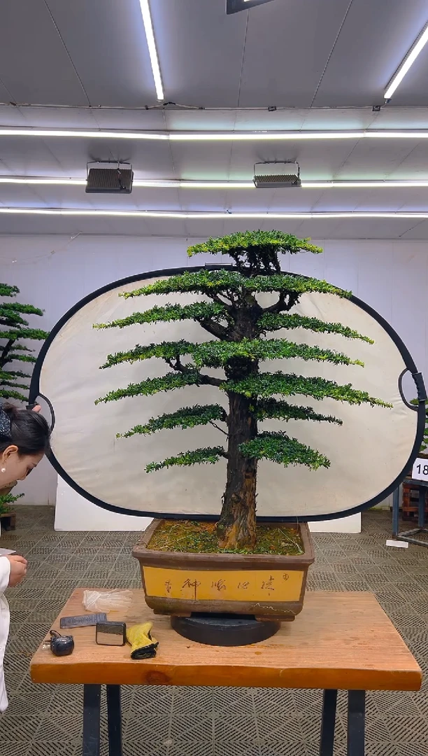 无花朵赤*一物一拍一物一拍