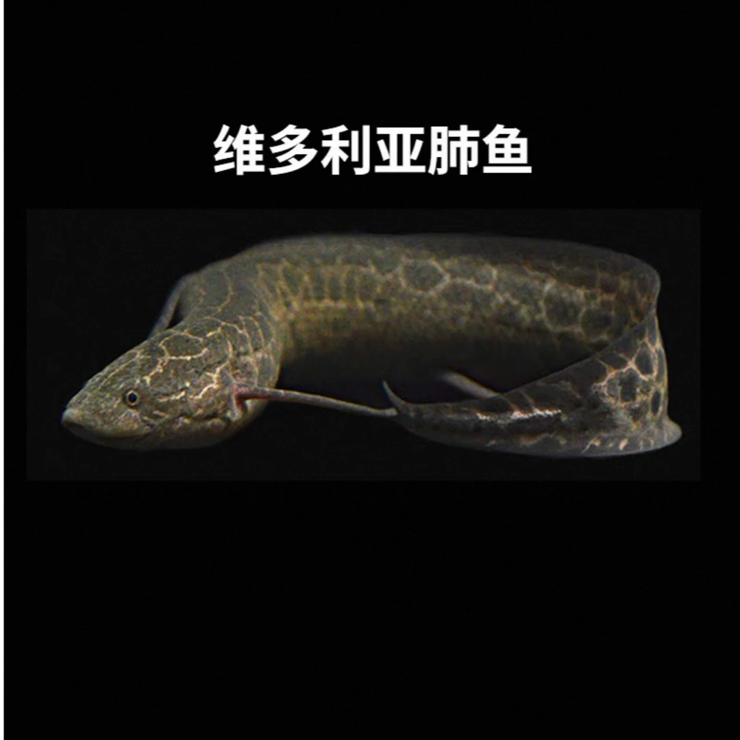 维多利亚肺鱼活体热带鱼