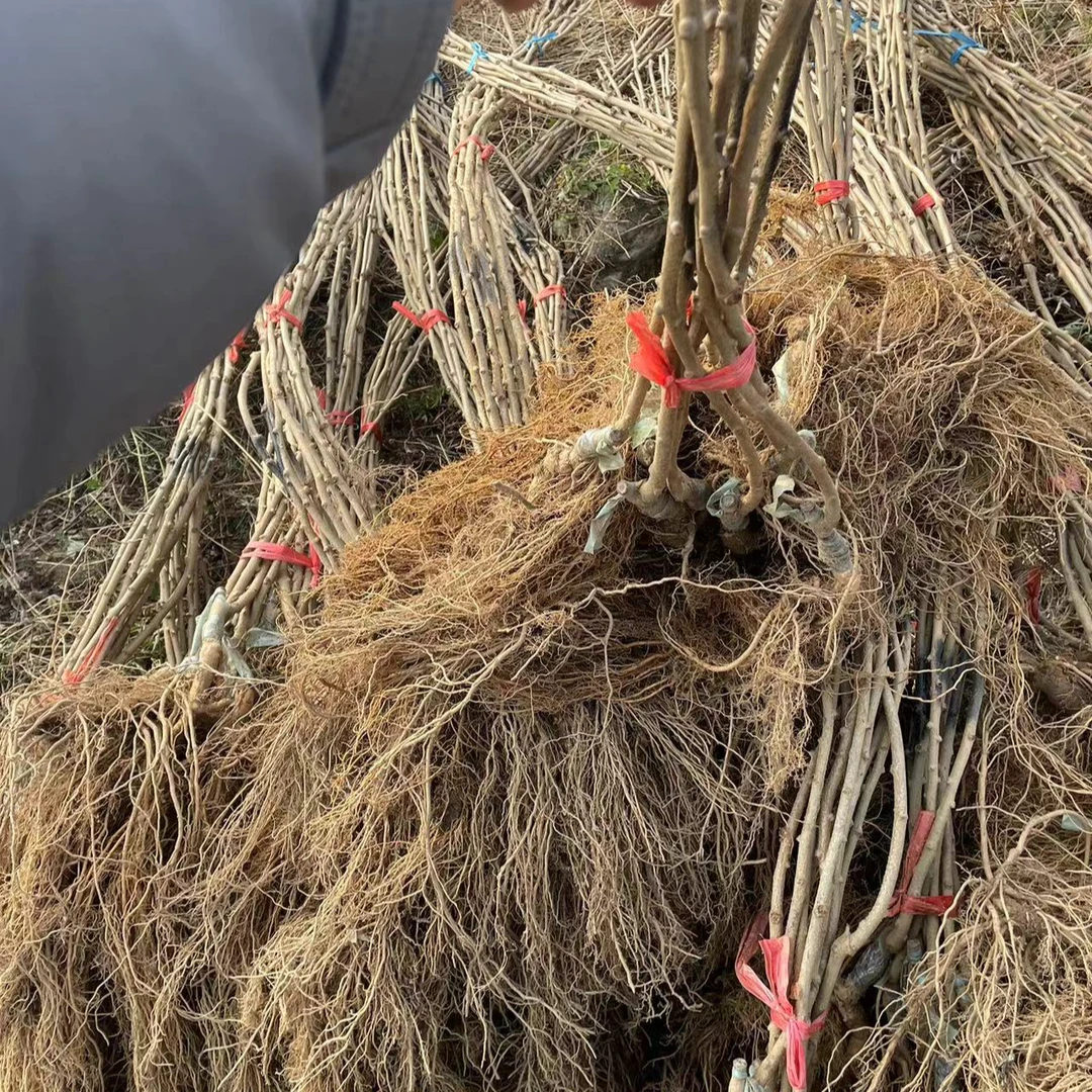 五 公树嫁接苗公树苗