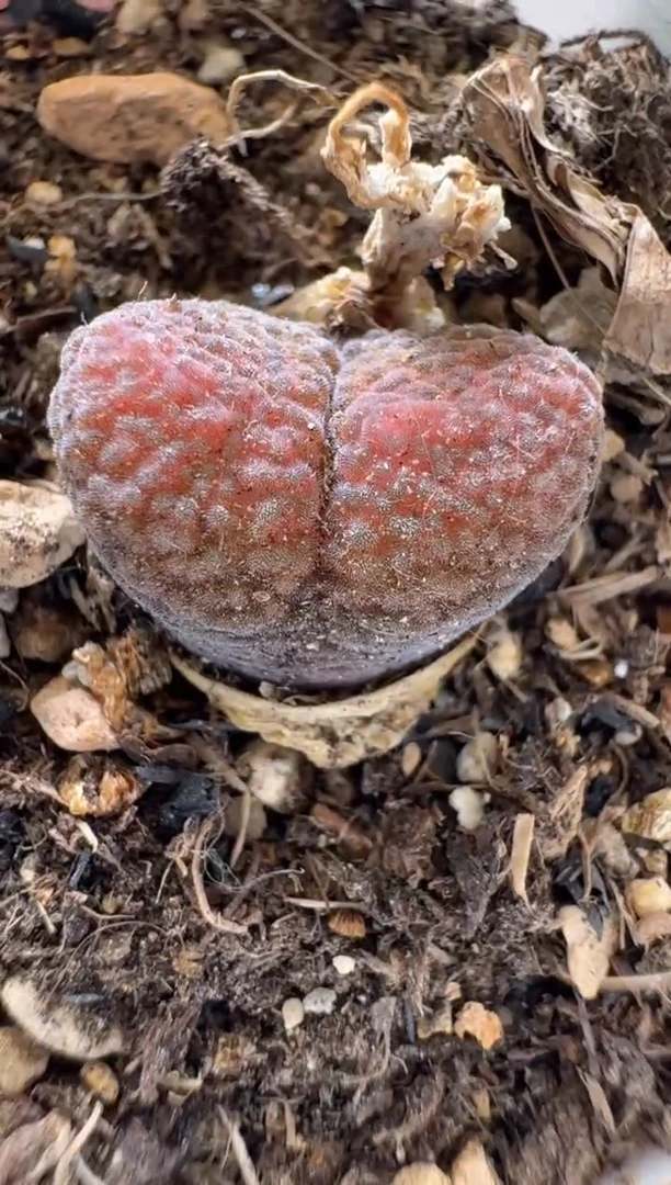 美丽的肉石头9.1-131草莓