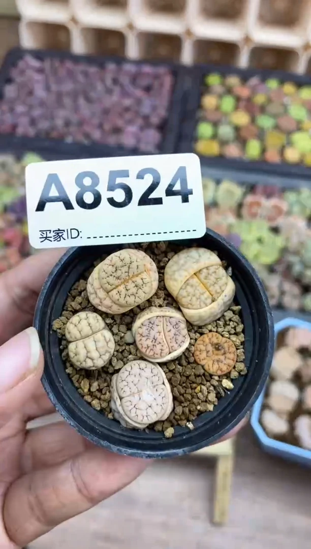 【闪购商品】8524直播一物一拍