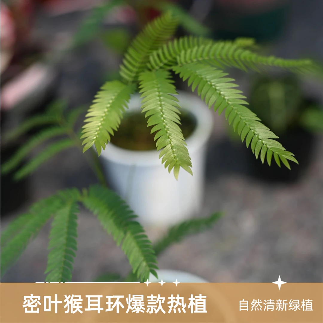 密叶猴耳环Cojoba arborea (L.) Britton & Rose热带植物网红观叶