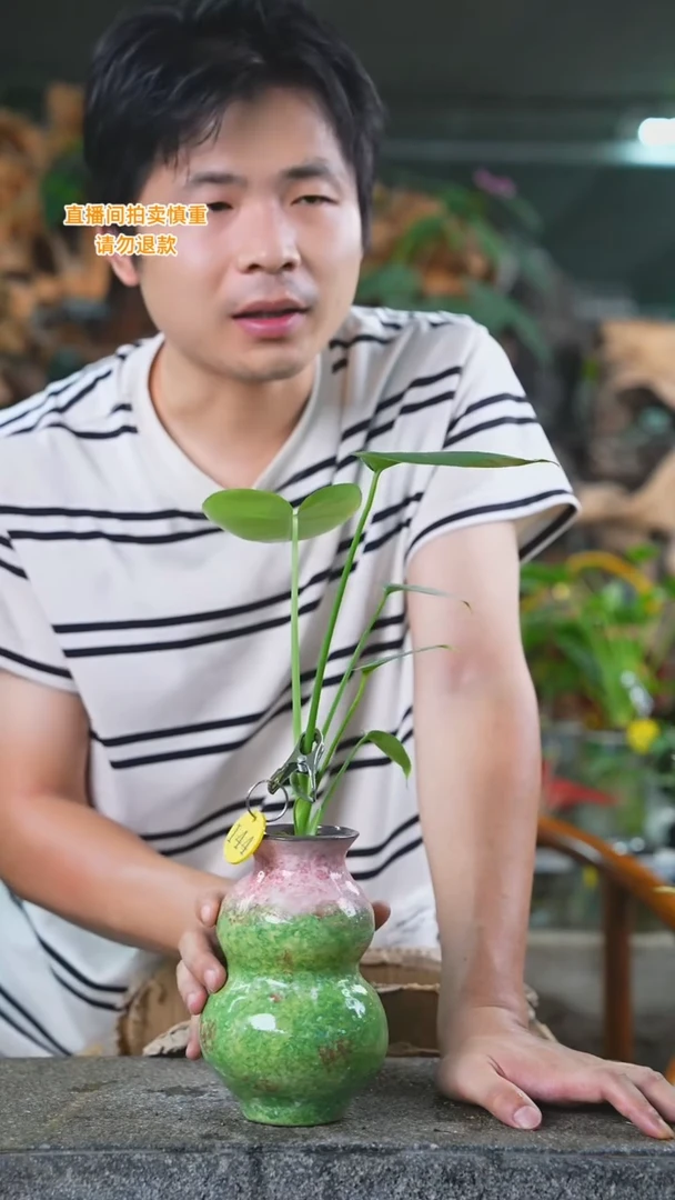 当前无花栽培后可以开花龟背144T