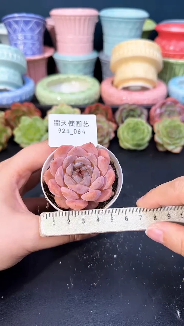 925-064青山（冠幅5cm）