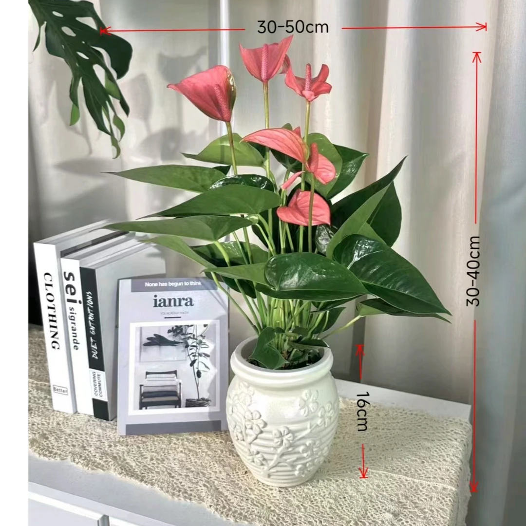 ZG带盆水培粉掌带花花苞3-5花净化空气30-40CM桌面盆栽粉掌绿植