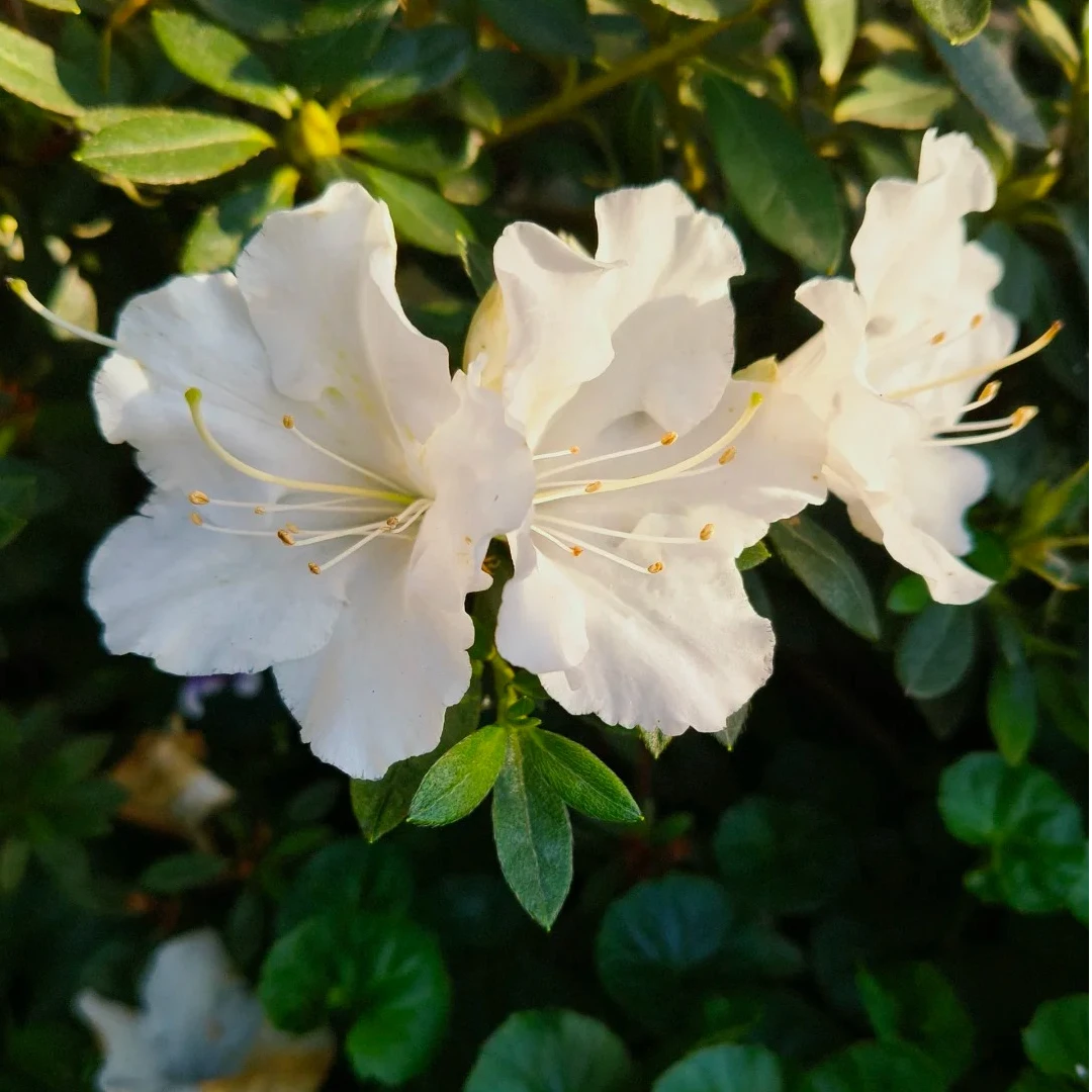 盛燕园艺【象牙白】漂亮国四季品种鹃白色杜鹃高30冠幅25