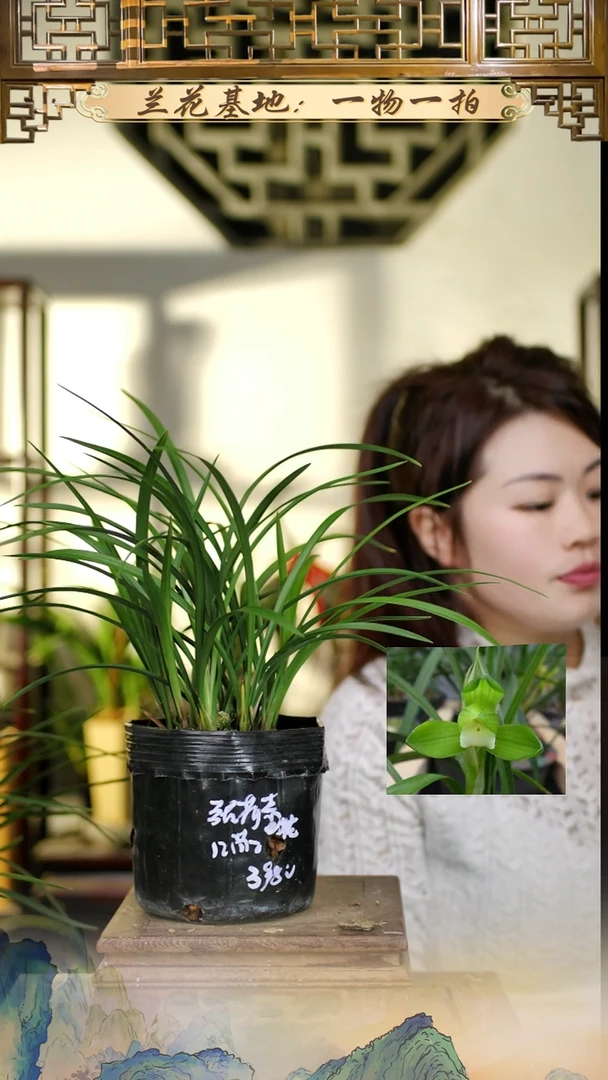 全部花苞张荷素带2花苞