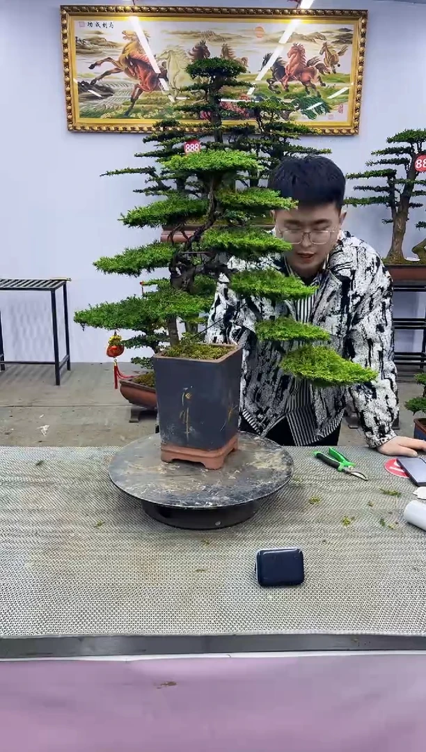 【闪购商品】八斗松/松类活物造型盆景，以直播间截图为啊