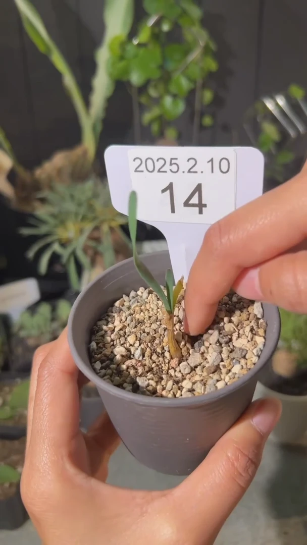 【闪购商品】巨凤2.10.14