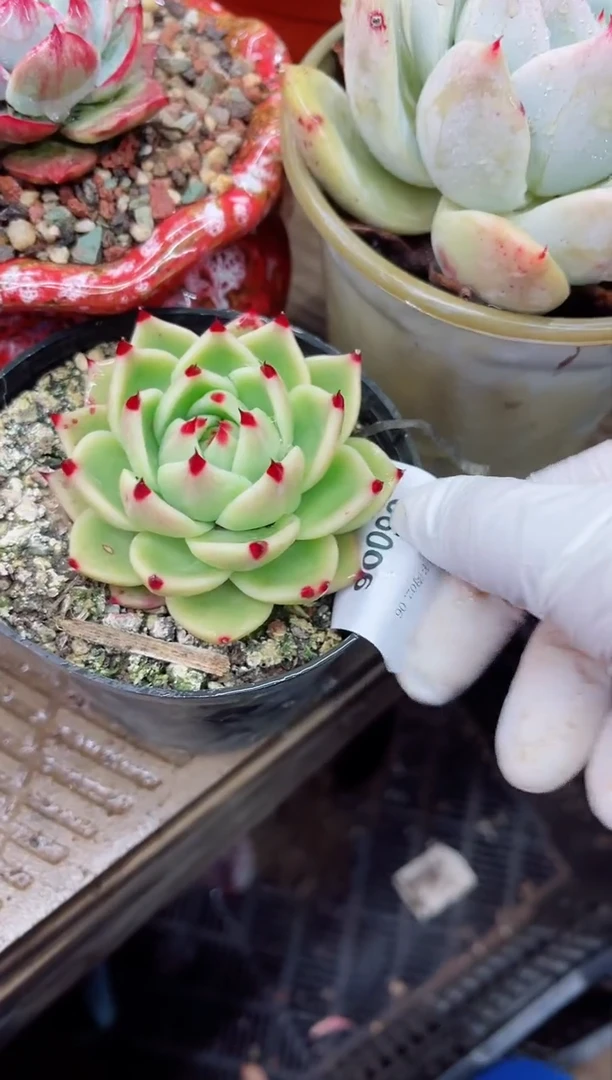 【闪购商品】06006