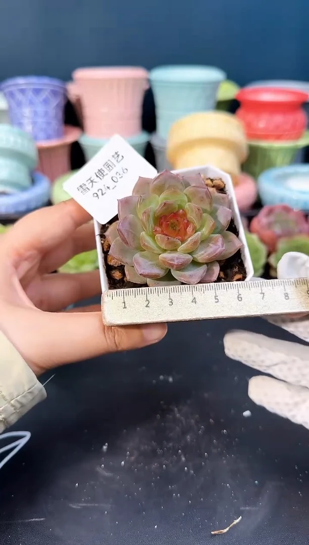 924-036青山（冠幅5cm）