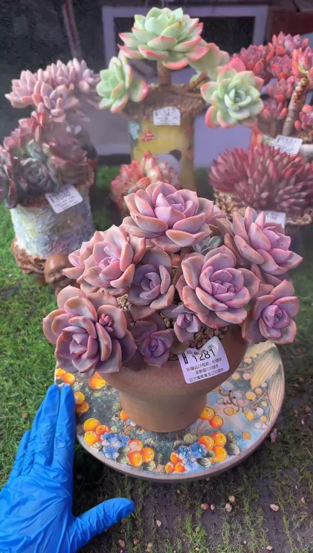 昆明印象多肉1281