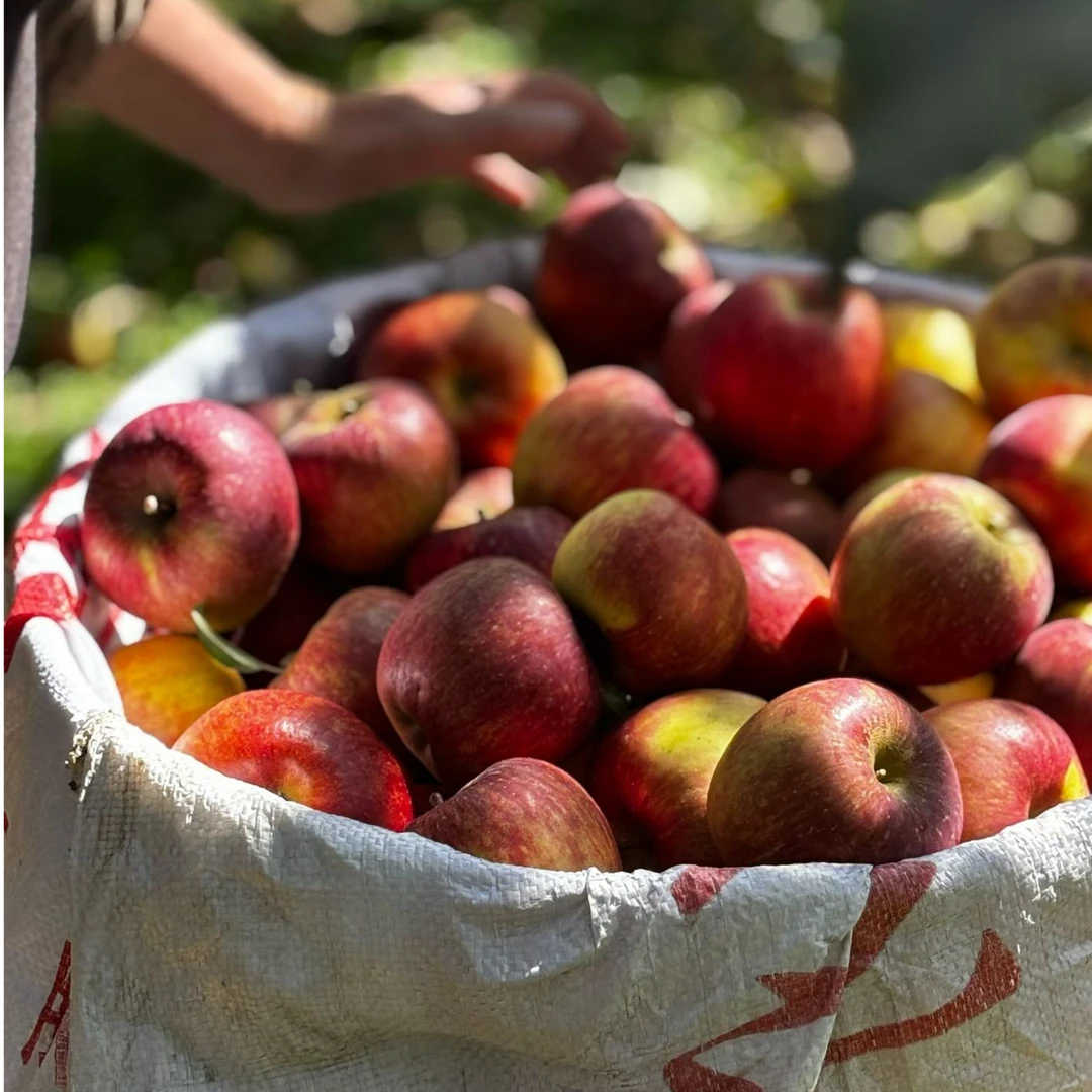 泸沽雁红富士苹果/绿色标准种植/酸脆甜多汁/天然果酸/京东
