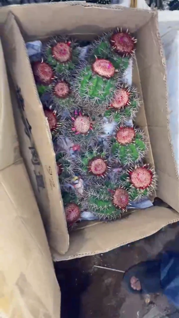 实生根 大锦云【带云顶】12-15cm