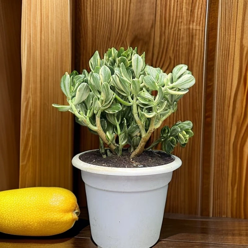 黄金玉树 好种好养 新手必备  老手必养品牌直径夏天室内上盆