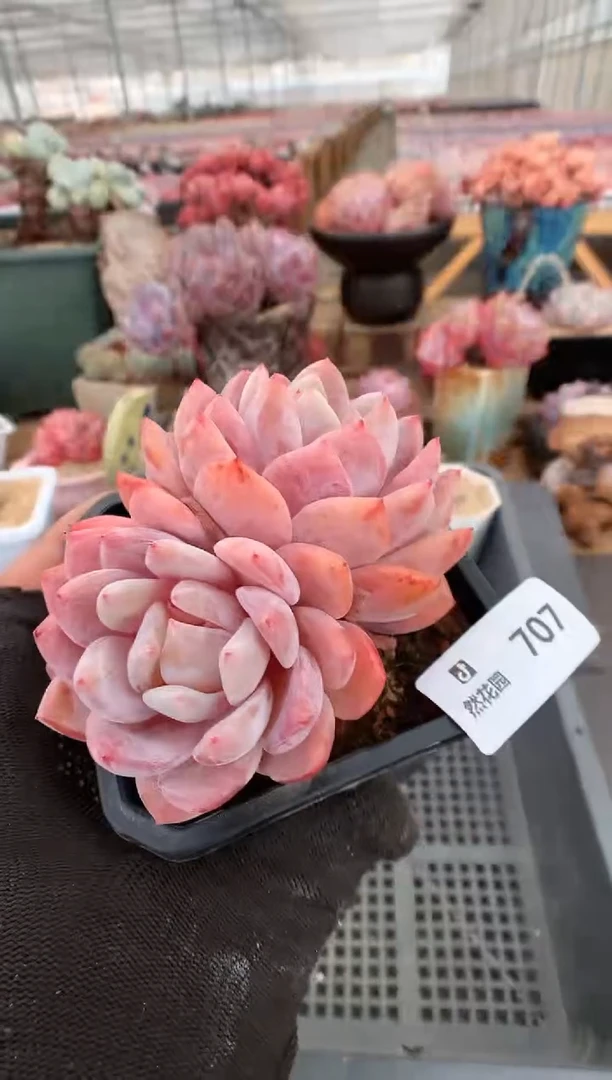 【闪购商品】707雪天使一物一拍