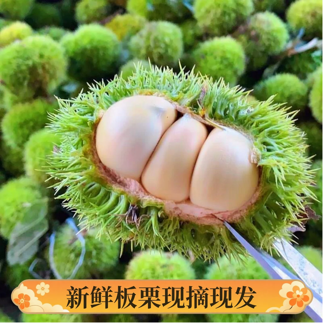 【3斤48小时发】云南板栗高山板栗毛球板栗新鲜板栗带壳加冰袋保鲜