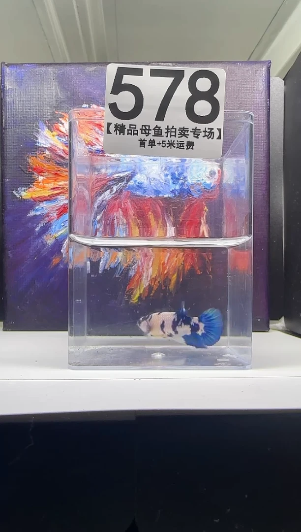 斗鱼母鱼编号：578