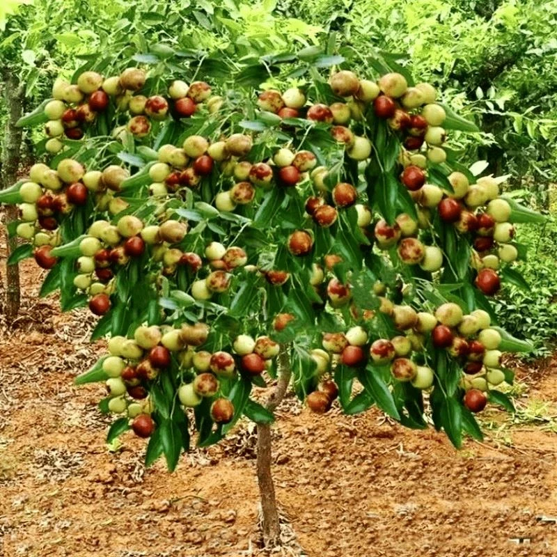枣树苗特大冰糖冬枣苗新款耐寒耐旱盆栽地栽南方北方种植当年结果